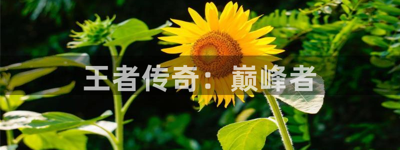V8娱乐官网：王者传奇：巅峰者