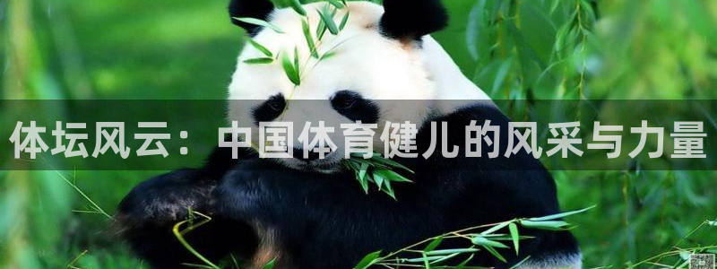 熊猫体育怎么样